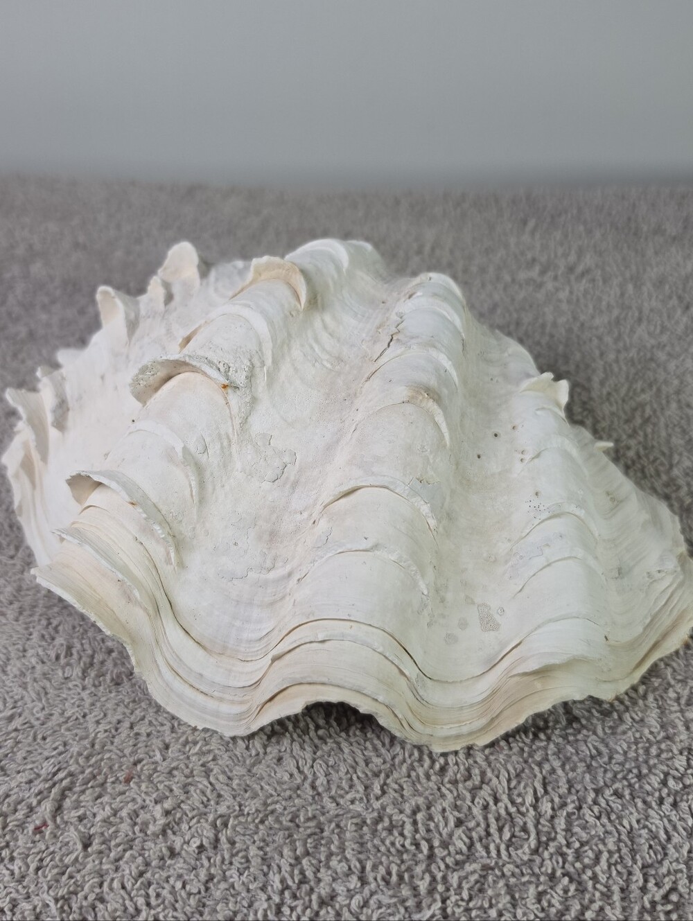 Vintage Fluted Giant Clam Shell 9 Inches Across